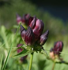 Gentiana pannonica