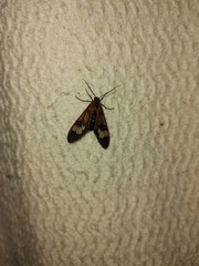 Cosmosoma cingulatum