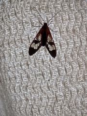 Cosmosoma cingulatum