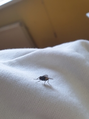 Cyclorrhapha