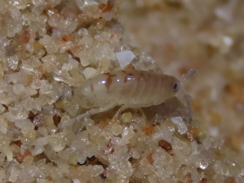 Sinorchestia sinensis