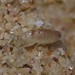 Sinorchestia sinensis