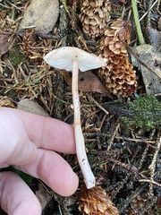 Lepiota castanescens