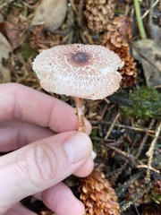 Lepiota castanescens