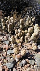 Tephrocactus articulatus