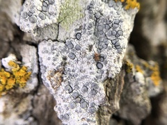 Diplotomma alboatrum