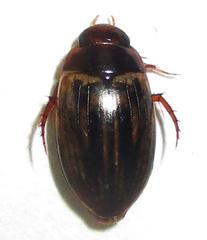 Dytiscoidea