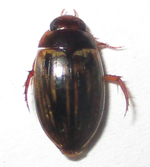 Dytiscoidea