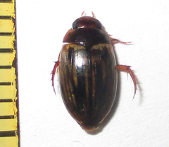 Dytiscoidea