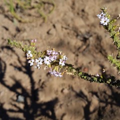 Junellia seriphioides