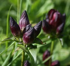 Gentiana pannonica