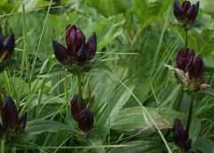 Gentiana pannonica