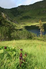 Gentiana pannonica