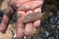 Liachirus melanospilos