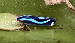 Cicadellini