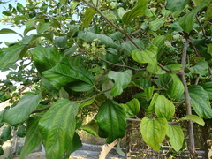 Ziziphus jujuba