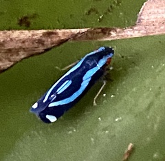 Cicadellini