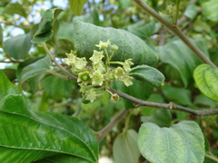 Ziziphus jujuba