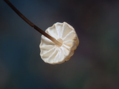 Marasmius bulliardii