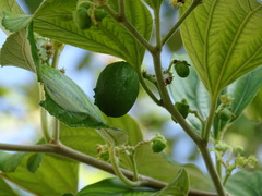 Ziziphus jujuba