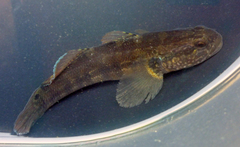 Tridentiger trigonocephalus