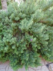 Leucophyllum frutescens