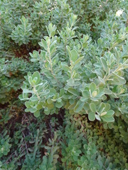 Leucophyllum frutescens