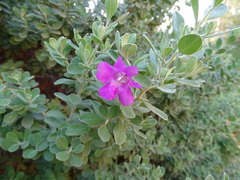 Leucophyllum frutescens