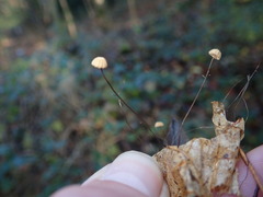 Marasmius bulliardii