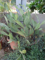 Opuntia ficus-indica