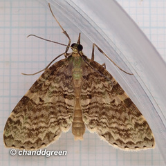 Sauris purpurotincta