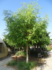 Moringa oleifera
