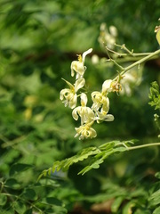 Moringa oleifera