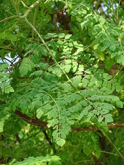 Moringa oleifera