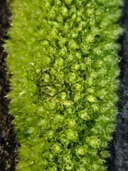 Ptychostomum capillare