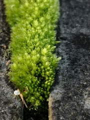 Ptychostomum capillare