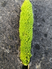 Ptychostomum capillare