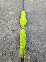 Ptychostomum capillare