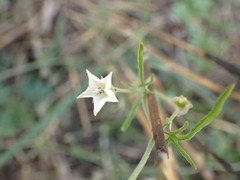 Convolvulus sagittatus