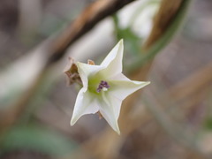 Convolvulus sagittatus