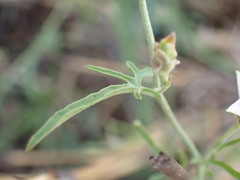 Convolvulus sagittatus