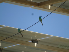 Merops cyanophrys