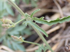 Convolvulus sagittatus
