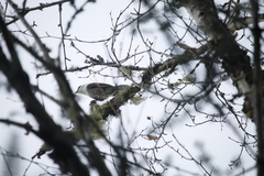 Perisoreus canadensis image