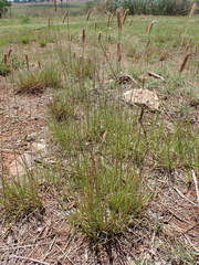 Setaria sphacelata torta