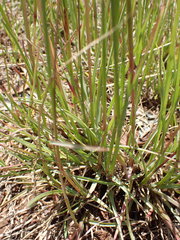 Setaria sphacelata torta