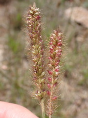 Setaria sphacelata torta