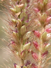 Setaria sphacelata torta
