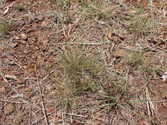 Aristida congesta barbicollis