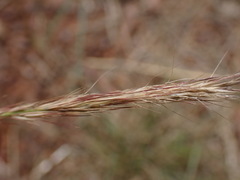 Aristida congesta barbicollis